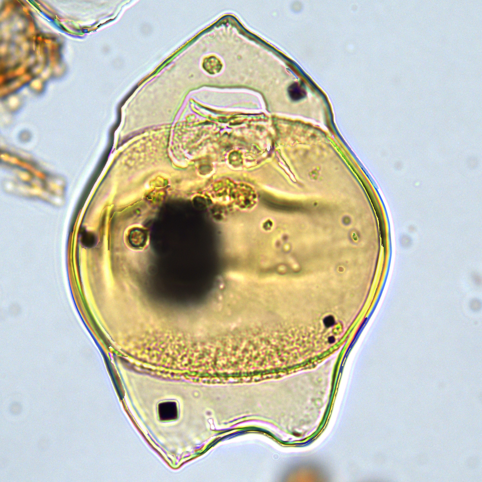 Isabelidinium pellucidum, U1581-47R-7W, 63-68, sl. 2, K23-2.jpg